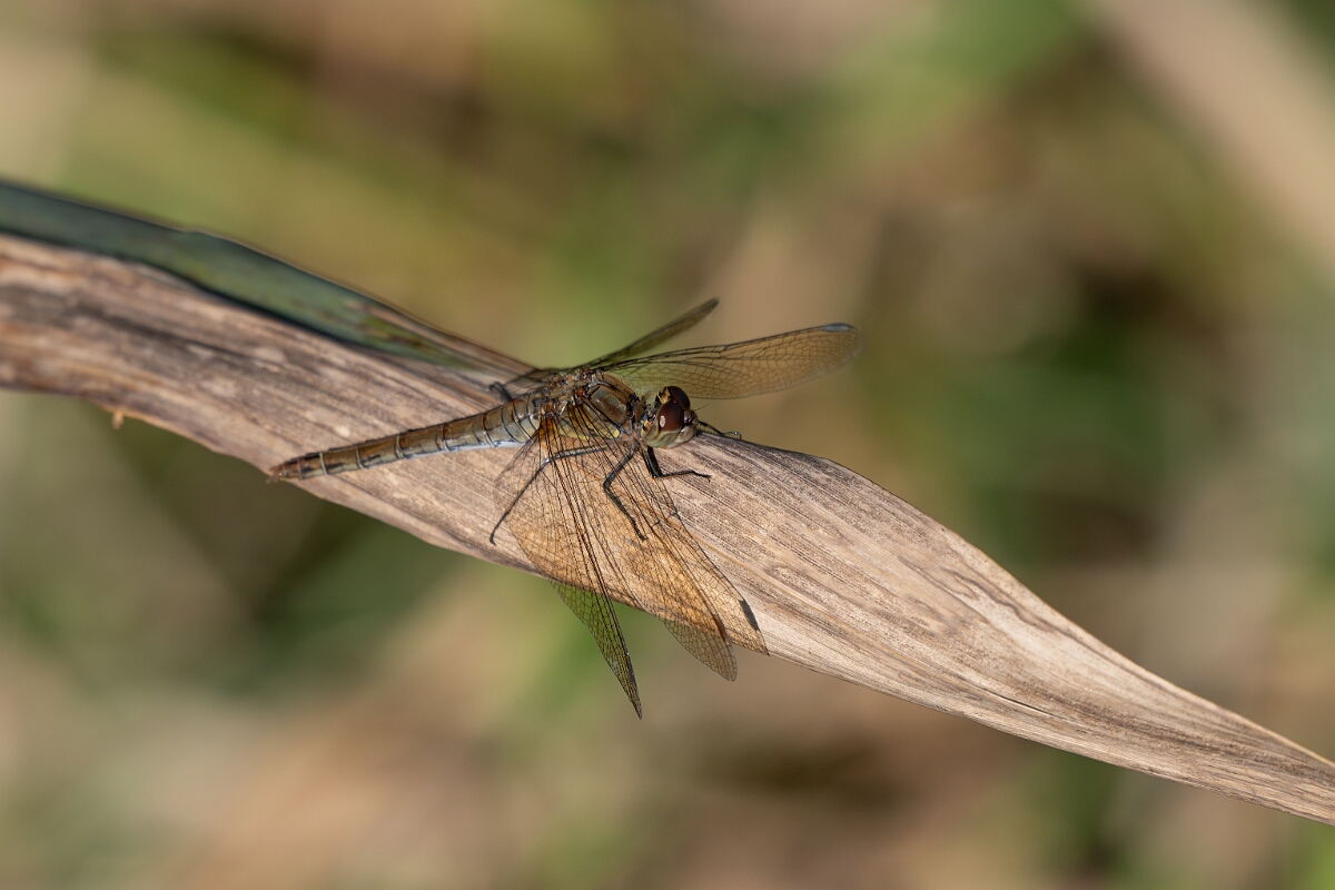 David Plant Photography - Wildlife Photography - Common darter - K.jpg - Common darter - Cambridgeshire