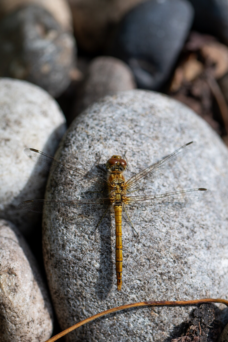 David Plant Photography - Wildlife Photography - Common darter - L.jpg - Common darter - Cotswolds