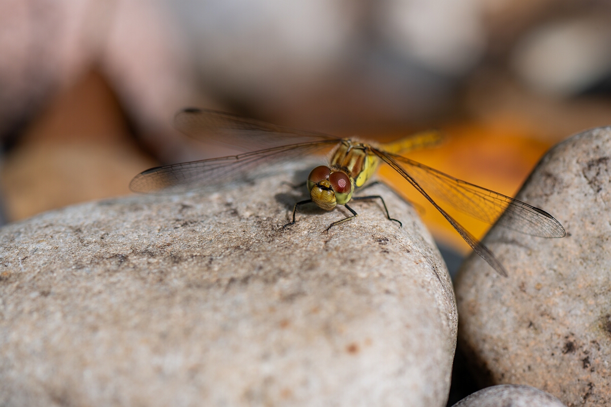 David Plant Photography - Wildlife Photography - Common darter - M.jpg - Common darter - Cotswolds