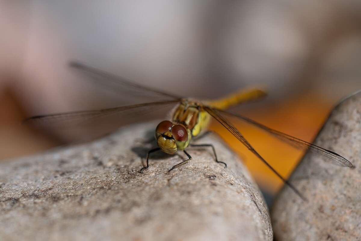 David Plant Photography - Wildlife Photography - Common darter - N.jpg - Common darter - Cotswolds