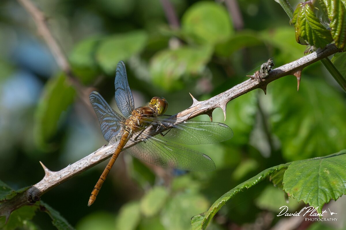 David Plant Photography - Wildlife Photography - Common darter - O.jpg - Common darter, Sympetrum striolatum - Dorset