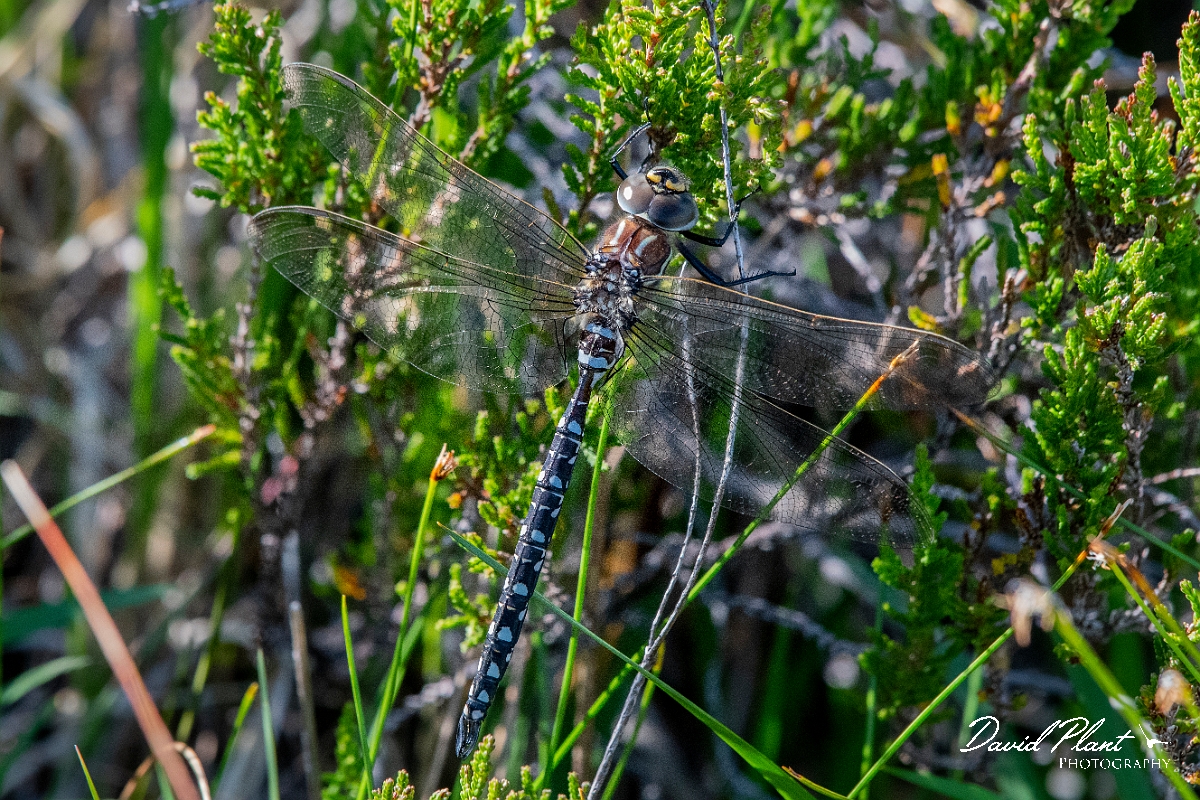 David Plant Photography - Wildlife Photography - Common hawker - A.jpg - Common hawker, male - Highlands