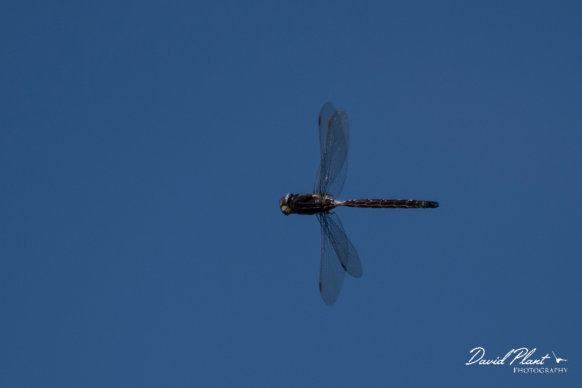 David Plant Photography - Wildlife Photography - Common hawker - B.jpg - Common hawker, male in flight - Highlands