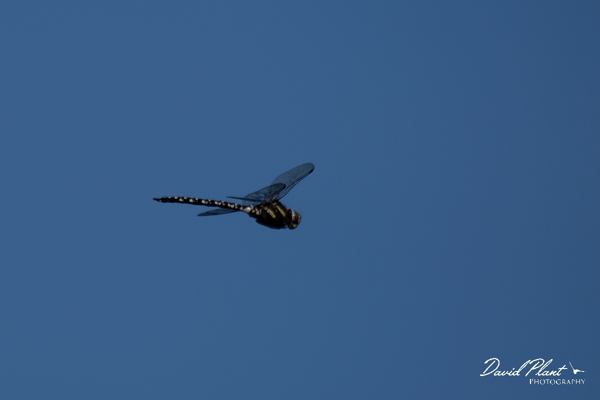 David Plant Photography - Wildlife Photography - Common hawker - C.jpg - Common hawker, male in flight - Highlands