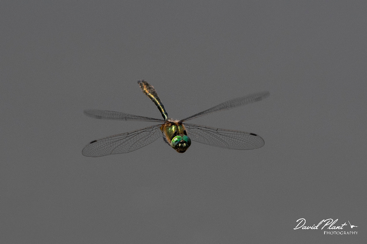 David Plant Photography - Wildlife Photography - Downy emerald - E.jpg - Downy emerald in flight - Surrey
