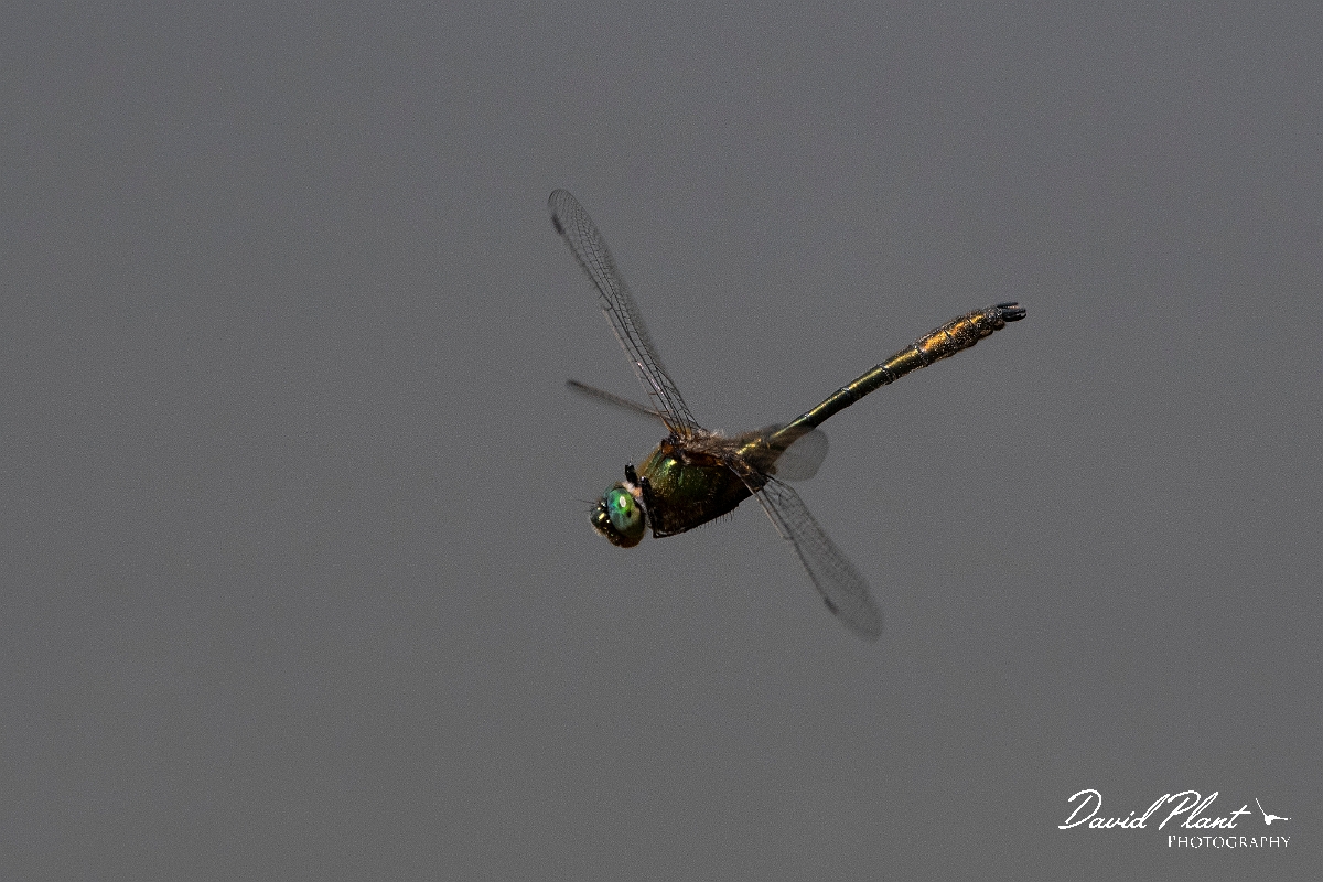 David Plant Photography - Wildlife Photography - Downy emerald - F.jpg - Downy emerald in flight - Surrey