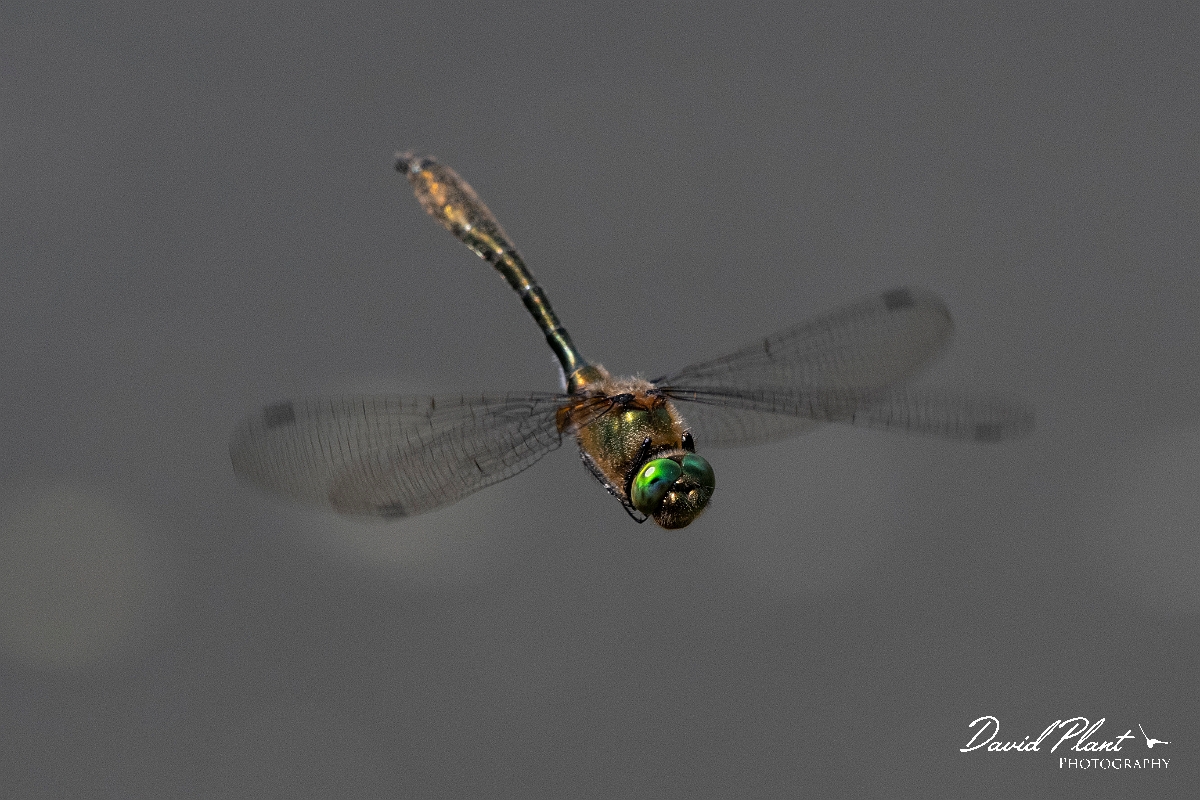David Plant Photography - Wildlife Photography - Downy emerald - G.jpg - Downy emerald in flight - Surrey