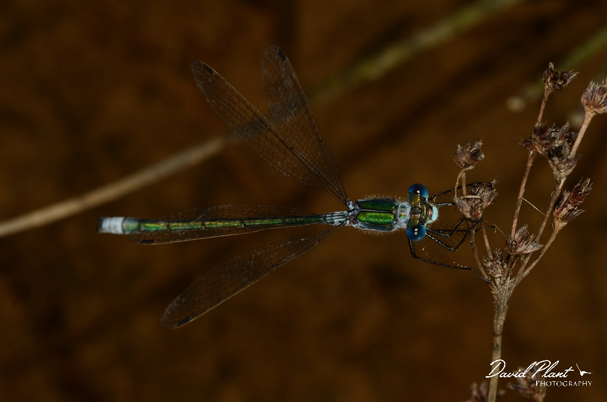 David Plant Photography - Wildlife Photography - Emerald damselfly - A.jpg - Emerald damselfly - Dorset
