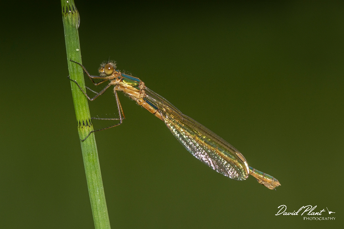 David Plant Photography - Wildlife Photography - Emerald damselfly - E.jpg - Emerald damselfly - Perthshire