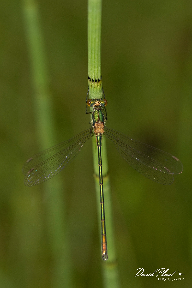 David Plant Photography - Wildlife Photography - Emerald damselfly - F.jpg - Emerald damselfly - Perthshire