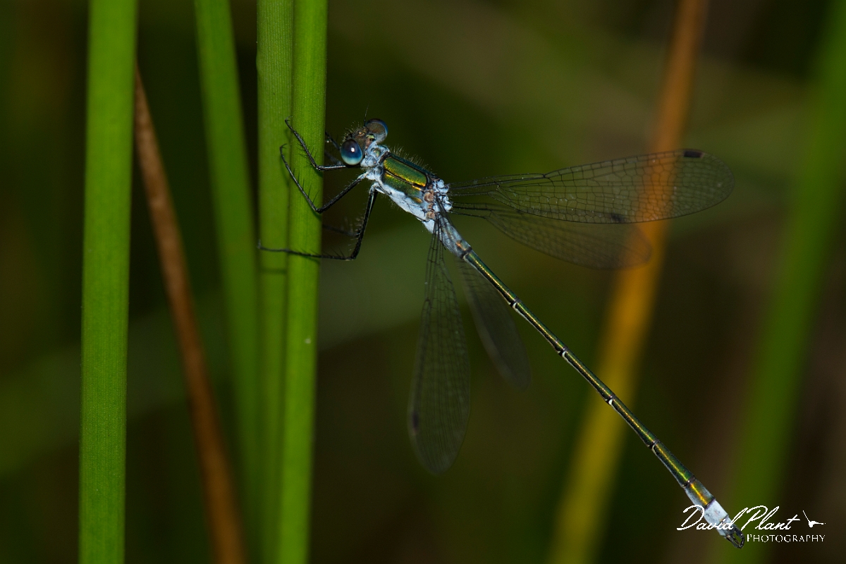 David Plant Photography - Wildlife Photography - Emerald damselfly - G.jpg - Emerald damsefly male - Hertfordshire