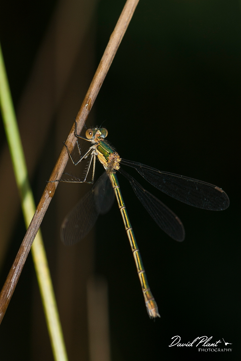 David Plant Photography - Wildlife Photography - Emerald damselfly - I.jpg - Emerald damsefly female - Hertfordshire