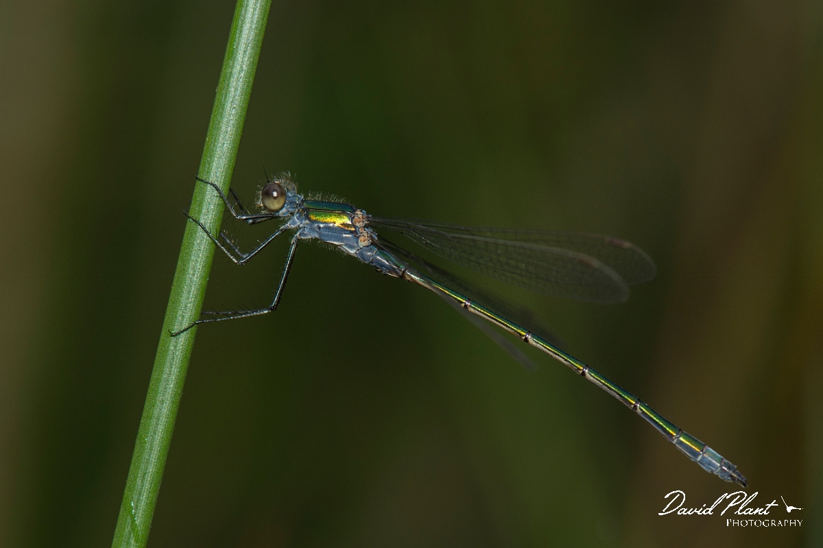 David Plant Photography - Wildlife Photography - Emerald damselfly - J.jpg - Emerald damsefly male - Hertfordshire