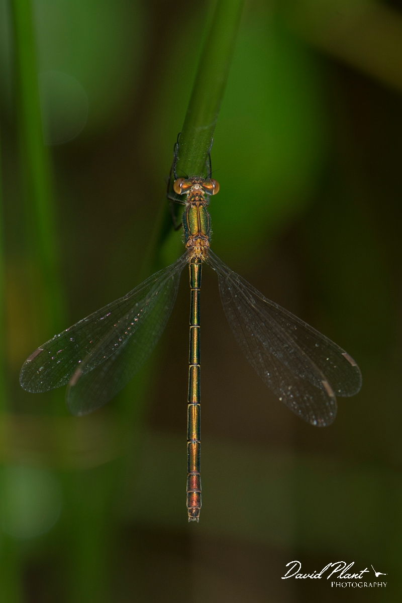 David Plant Photography - Wildlife Photography - Emerald damselfly - L.jpg - Emerald damsefly female - Hertfordshire