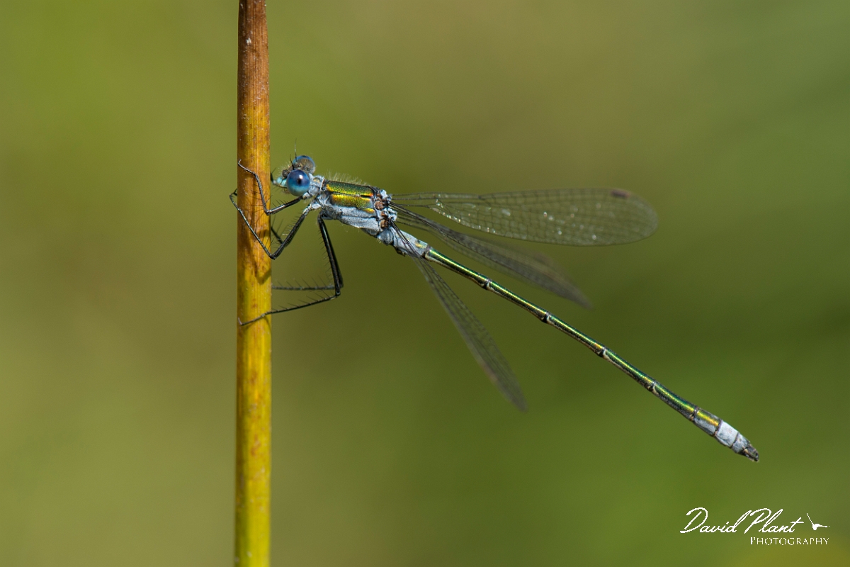 David Plant Photography - Wildlife Photography - Emerald damselfly - M.jpg - Emerald damsefly male - Hertfordshire