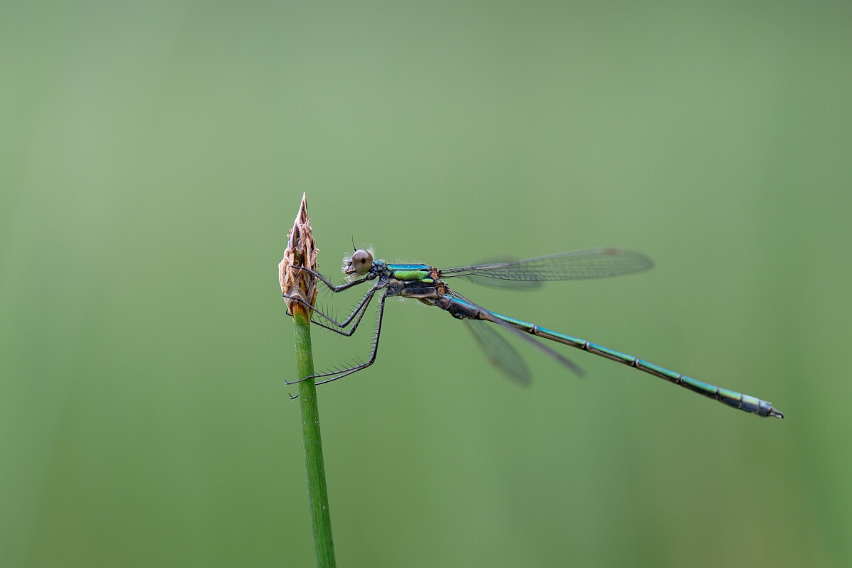 David Plant Photography - Wildlife Photography - Emerald damselfly - O.jpg - Emerald damselfly - Highland