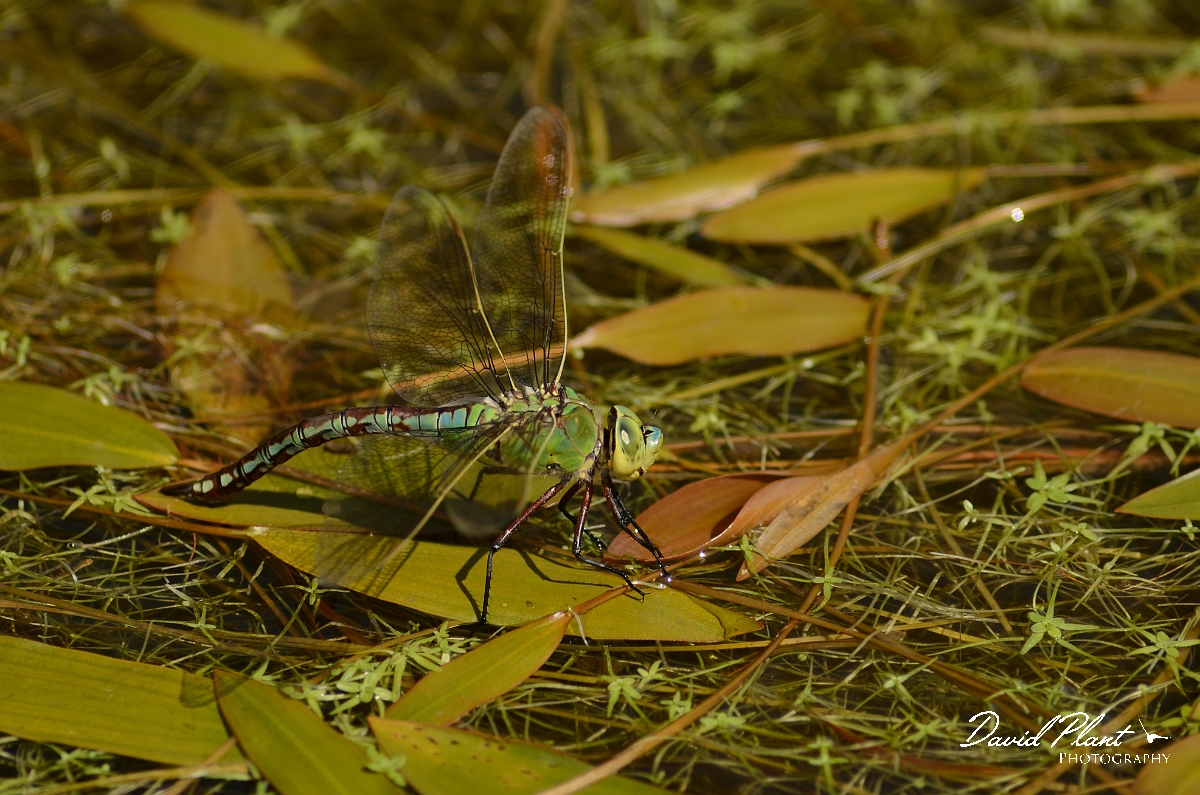 David Plant Photography - Wildlife Photography - Emperor dragonfly - A.jpg - Emperor dragonfly, female on pondweed - Dorset
