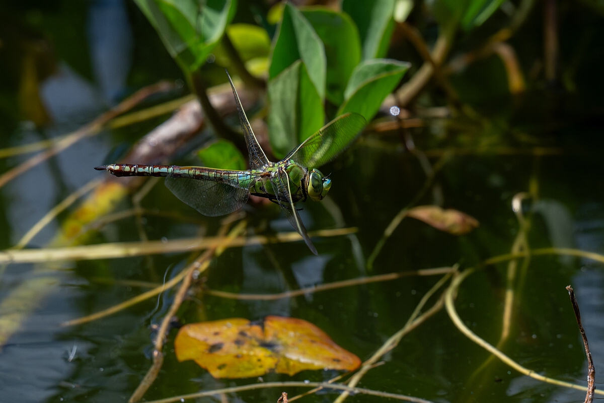 David Plant Photography - Wildlife Photography - Emperor dragonfly - AA.jpg - Emperor dragonfly, female in flight - Bedfordshire