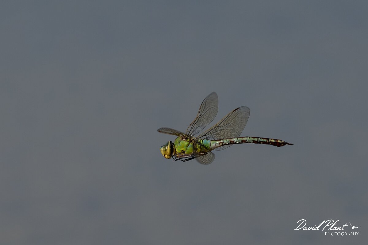 David Plant Photography - Wildlife Photography - Emperor dragonfly - AB.jpg - Emperor dragonfly, Anax imperator - Dorset