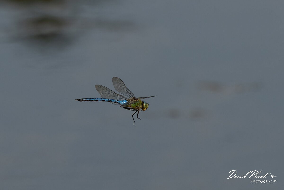 David Plant Photography - Wildlife Photography - Emperor dragonfly - AC.jpg - Emperor dragonfly, Anax imperator - Dorset