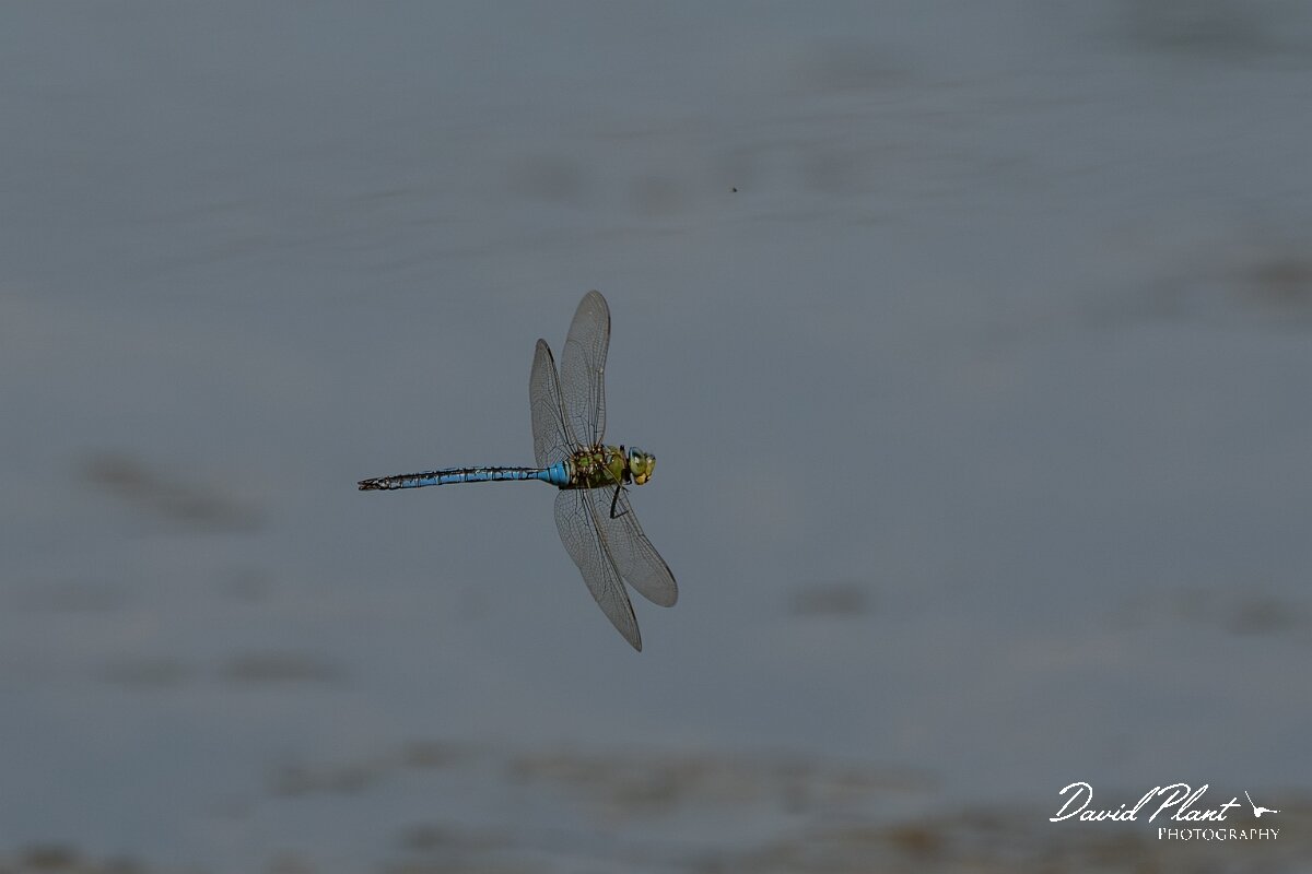 David Plant Photography - Wildlife Photography - Emperor dragonfly - AD.jpg - Emperor dragonfly, Anax imperator - Dorset