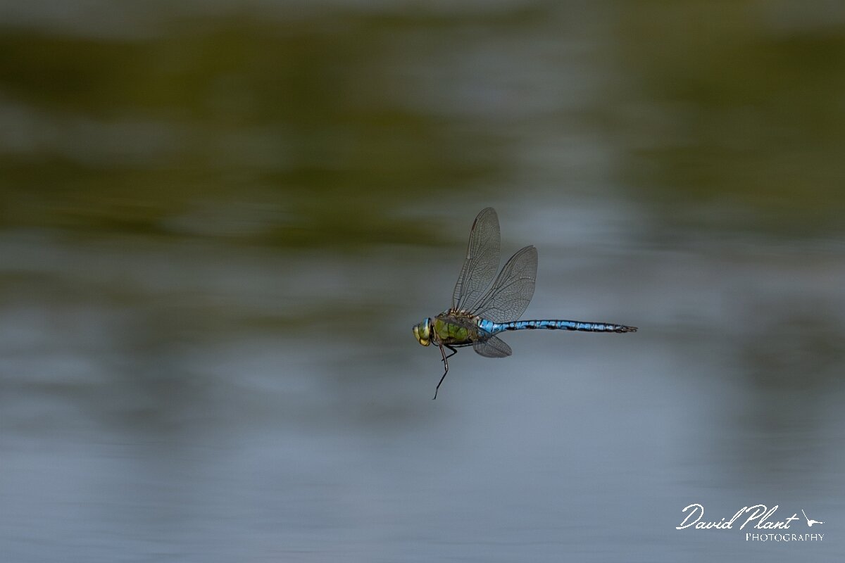 David Plant Photography - Wildlife Photography - Emperor dragonfly - AE.jpg - Emperor dragonfly, Anax imperator - Dorset