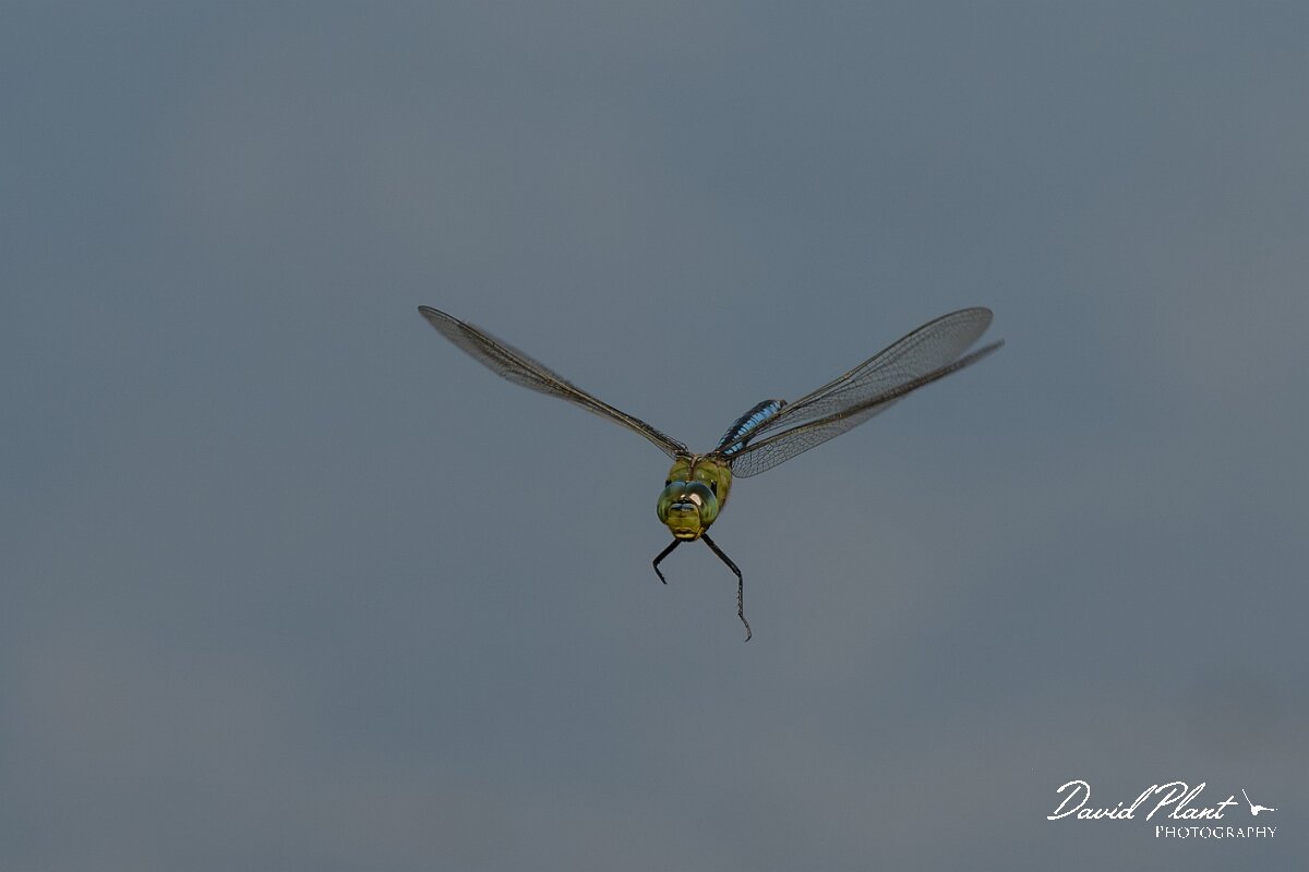 David Plant Photography - Wildlife Photography - Emperor dragonfly - AF.jpg - Emperor dragonfly, Anax imperator - Dorset