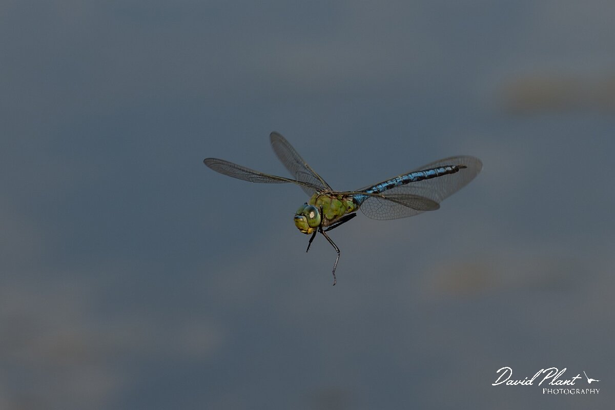 David Plant Photography - Wildlife Photography - Emperor dragonfly - AG.jpg - Emperor dragonfly, Anax imperator - Dorset