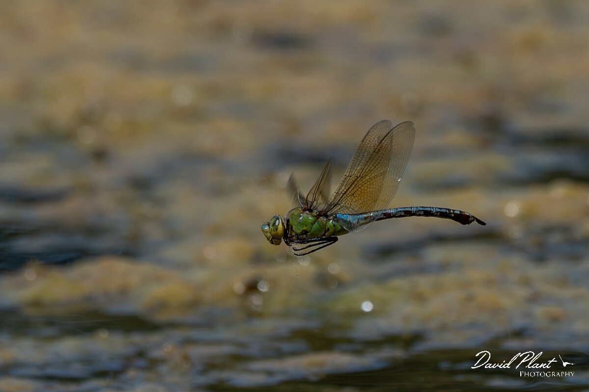 David Plant Photography - Wildlife Photography - Emperor dragonfly - AH.jpg - Emperor dragonfly, Anax imperator - Dorset