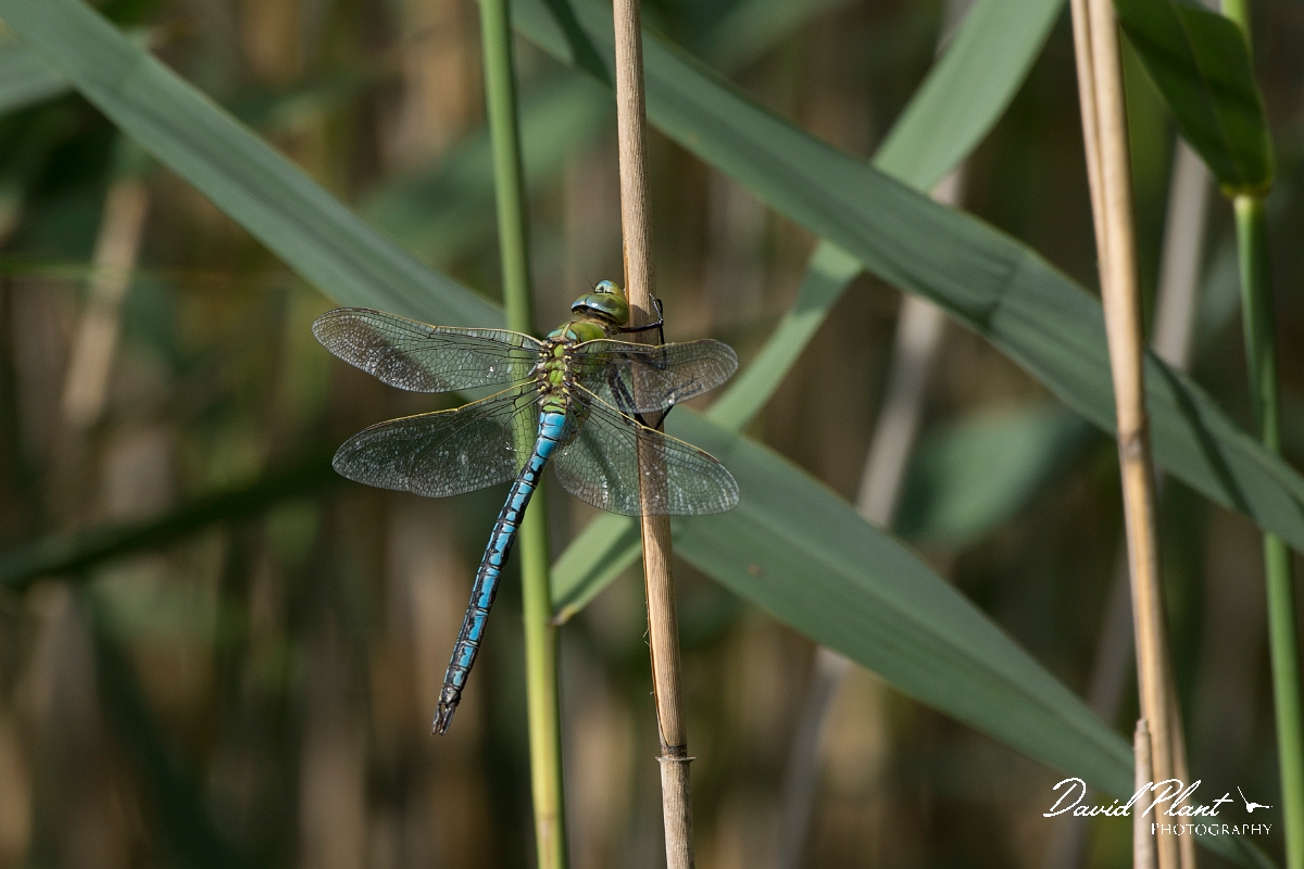 David Plant Photography - Wildlife Photography - Emperor dragonfly - B.jpg - Emperor dragonfly male - Surrey