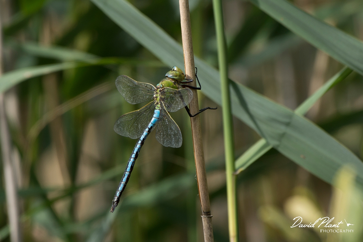 David Plant Photography - Wildlife Photography - Emperor dragonfly - D.jpg - Emperor dragonfly male - Surrey