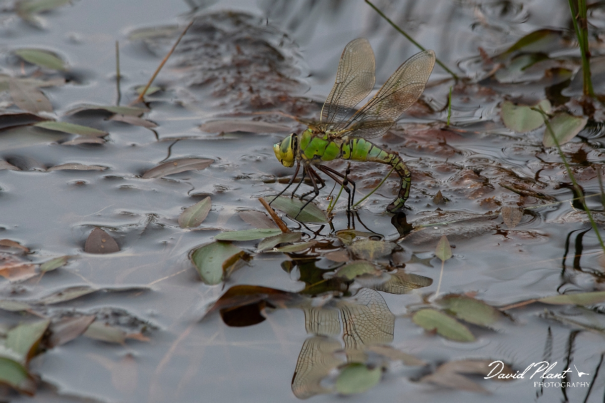David Plant Photography - Wildlife Photography - Emperor dragonfly - F.jpg - Emperor dragonfly, female egg laying - Dorset