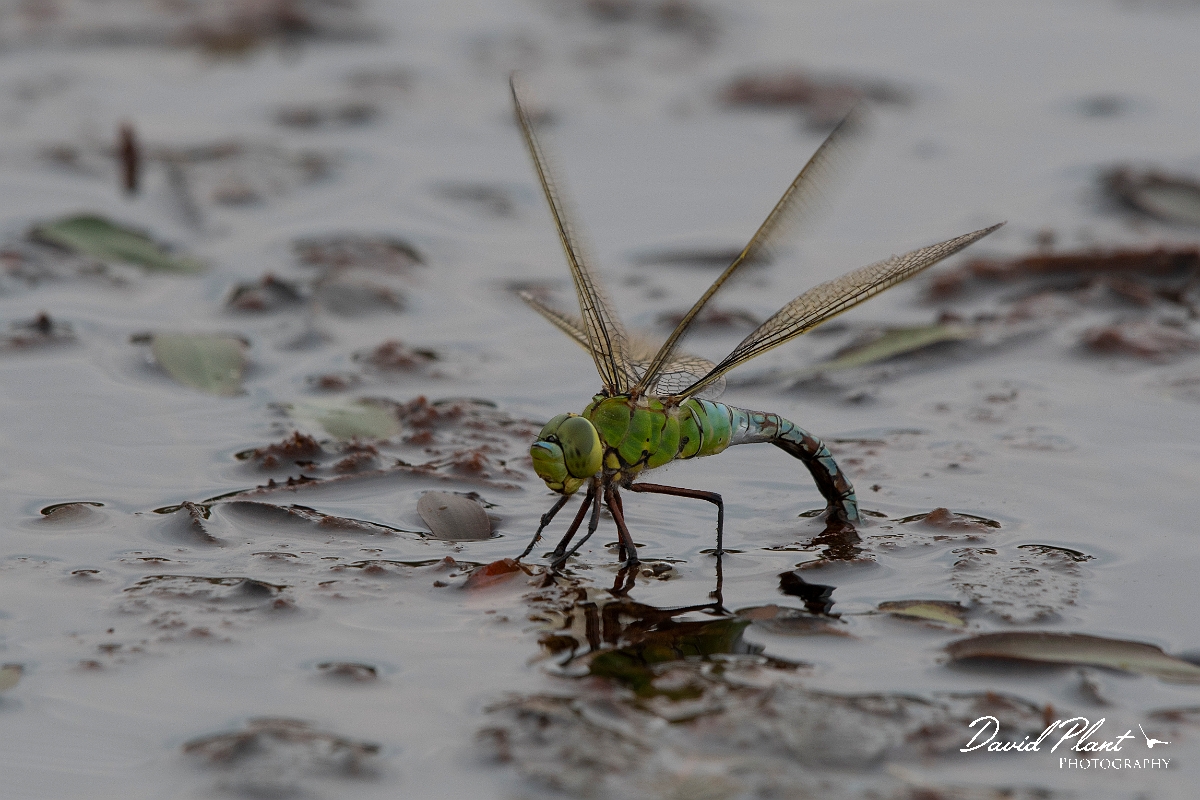 David Plant Photography - Wildlife Photography - Emperor dragonfly - I.jpg - Emperor dragonfly, female egg laying - Dorset
