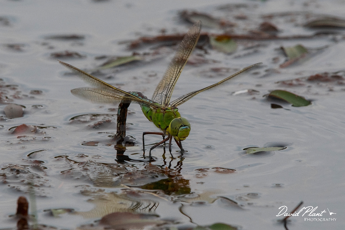 David Plant Photography - Wildlife Photography - Emperor dragonfly - J.jpg - Emperor dragonfly, female egg laying - Dorset