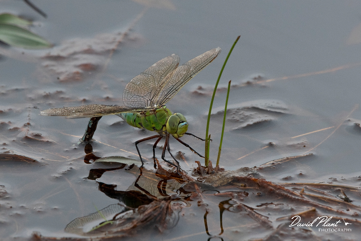 David Plant Photography - Wildlife Photography - Emperor dragonfly - K.jpg - Emperor dragonfly, female egg laying - Dorset