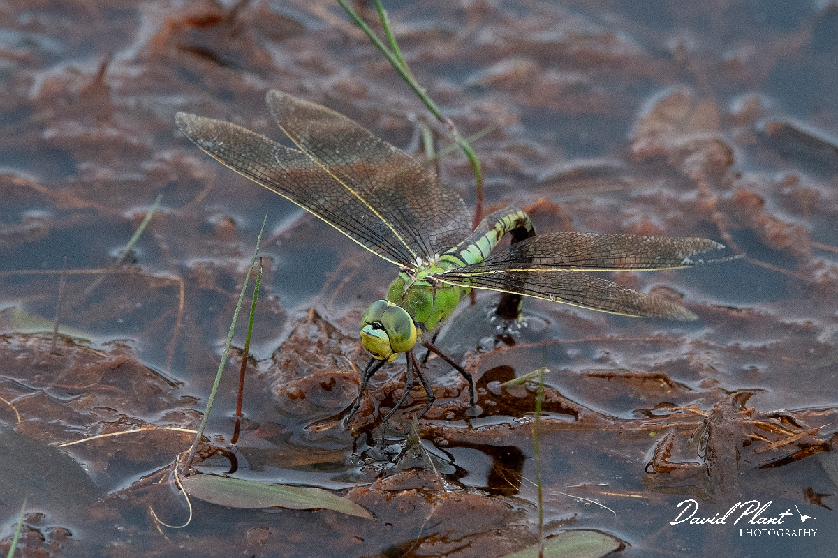David Plant Photography - Wildlife Photography - Emperor dragonfly - L.jpg - Emperor dragonfly, female egg laying - Dorset