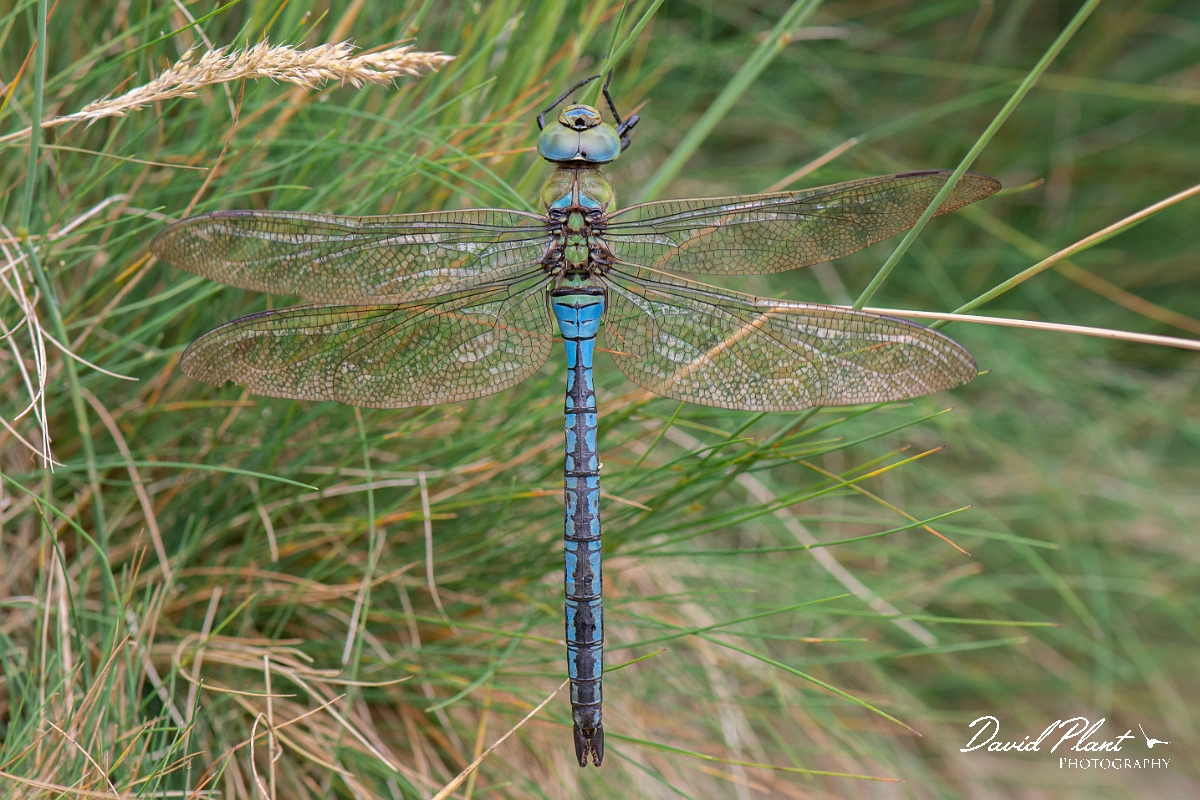 David Plant Photography - Wildlife Photography - Emperor dragonfly - M.jpg - Emperor dragonfly, male - Dorset