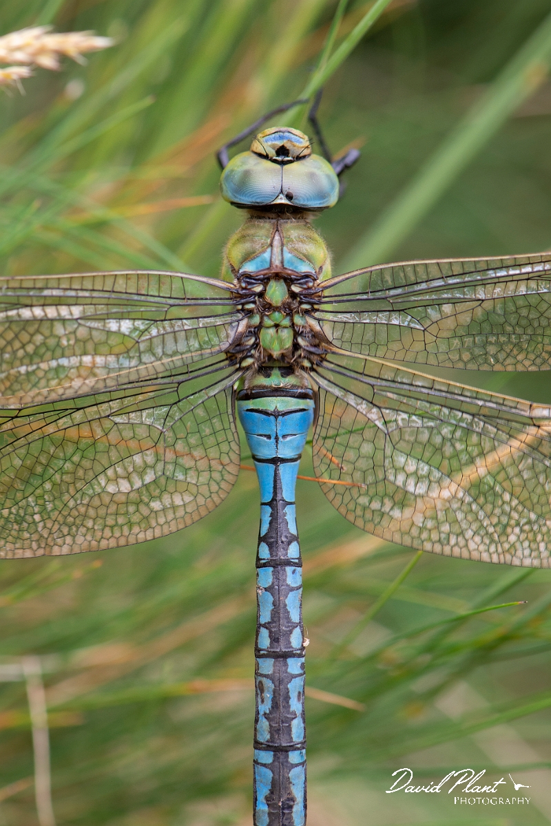 David Plant Photography - Wildlife Photography - Emperor dragonfly - N.jpg - Emperor dragonfly, male - Dorset