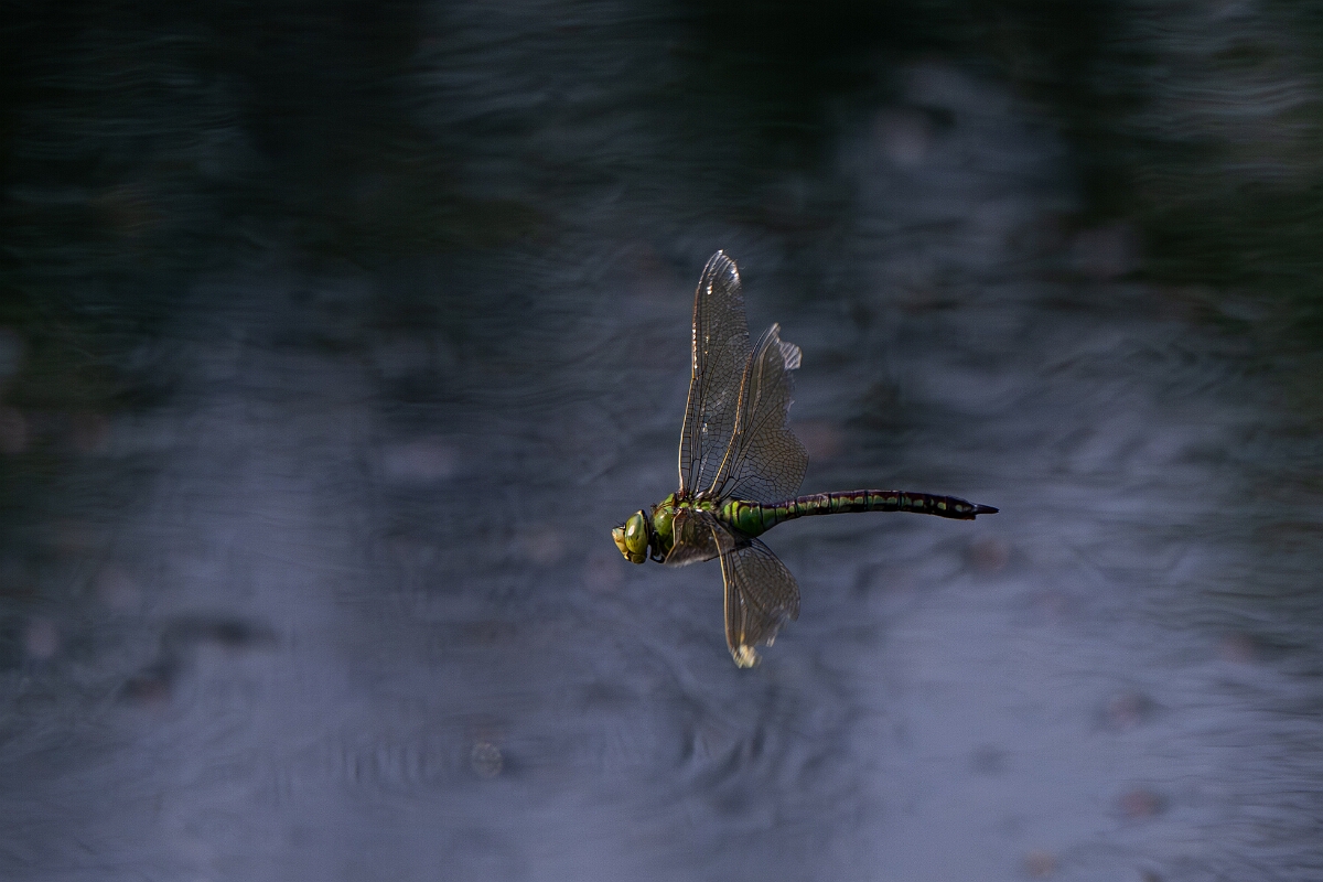 David Plant Photography - Wildlife Photography - Emperor dragonfly - R.jpg - Emperor dragonfly, female in flight with ragged wings - Suffolk