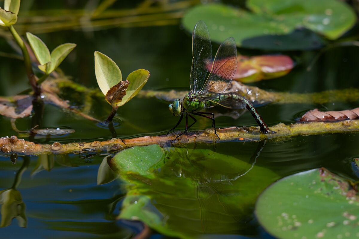 David Plant Photography - Wildlife Photography - Emperor dragonfly - S.jpg - Emperor dragonfly, female egg laying - Bedfordshire