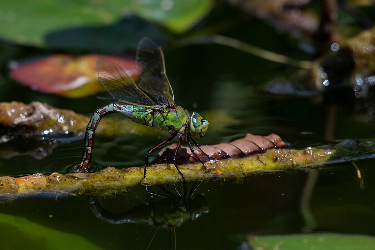 David Plant Photography - Wildlife Photography - Emperor dragonfly - V.jpg - Emperor dragonfly, female egg laying - Bedfordshire