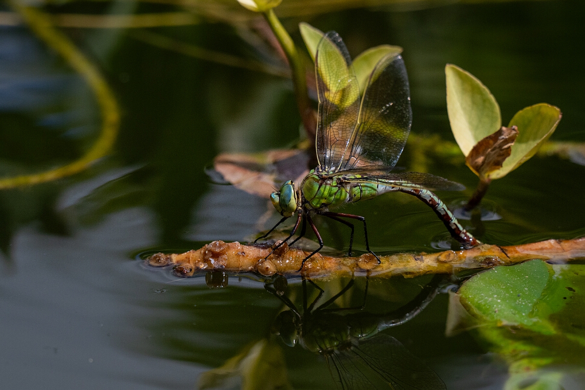 David Plant Photography - Wildlife Photography - Emperor dragonfly - W.jpg - Emperor dragonfly, female egg laying - Bedfordshire