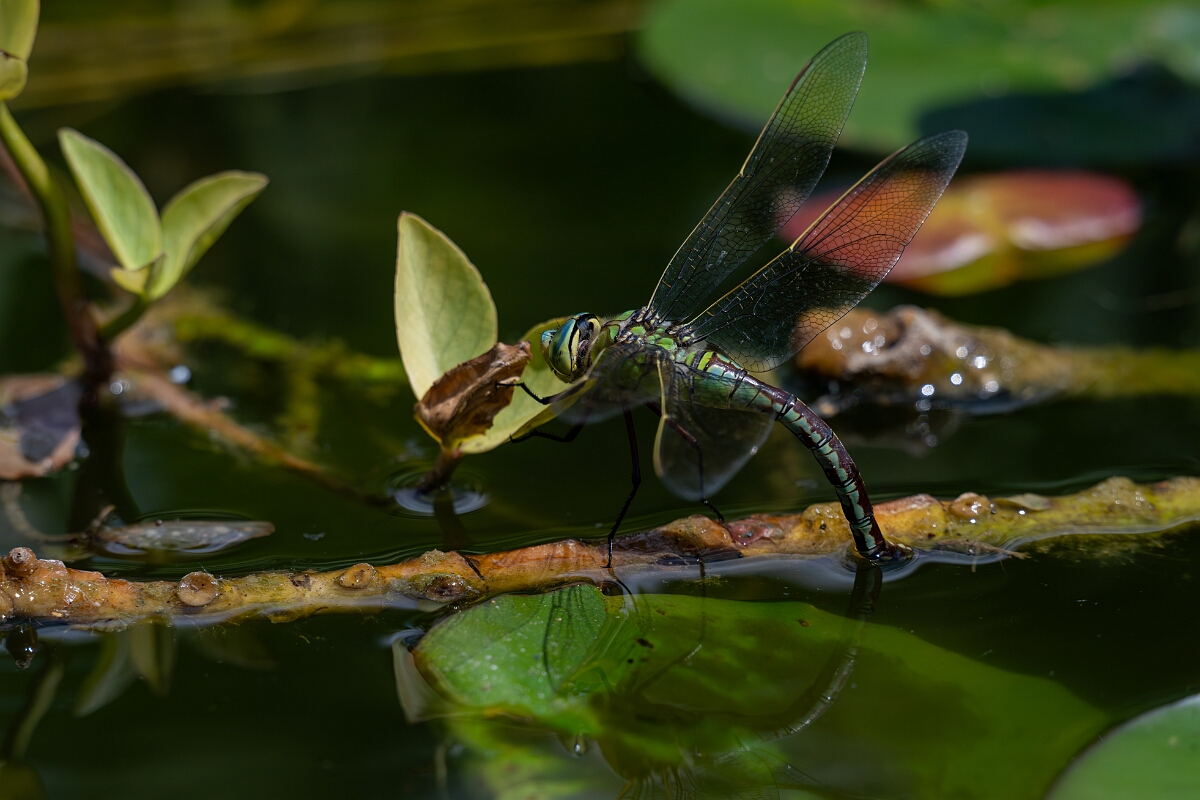 David Plant Photography - Wildlife Photography - Emperor dragonfly - X.jpg - Emperor dragonfly, female egg laying - Bedfordshire