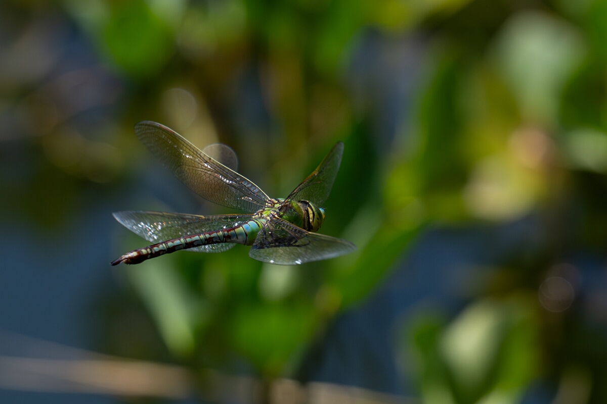David Plant Photography - Wildlife Photography - Emperor dragonfly - Y.jpg - Emperor dragonfly, female in flight - Bedfordshire