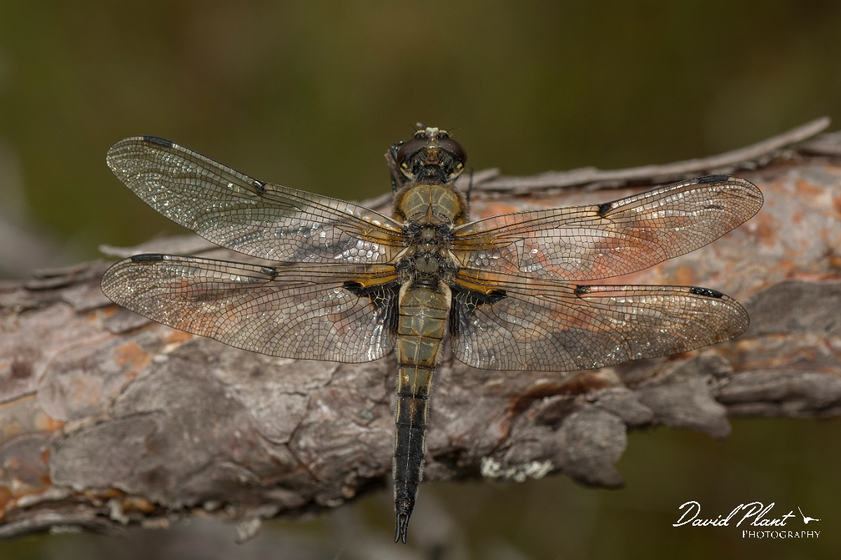 David Plant Photography - Wildlife Photography - Four-spotted chaser - A.jpg - Four-spotted chaser - Coairngorms NP