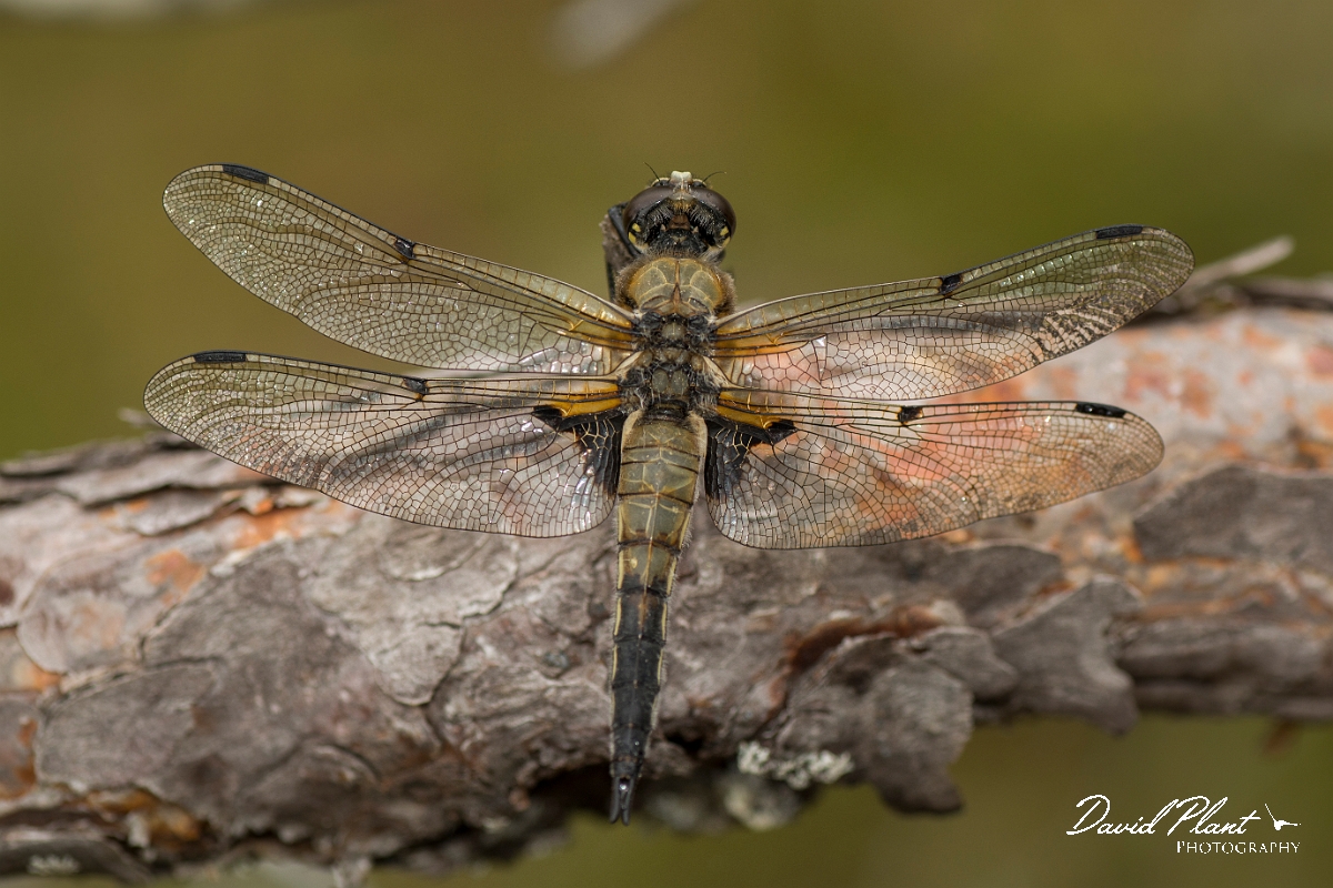 David Plant Photography - Wildlife Photography - Four-spotted chaser - B.jpg - Four-spotted chaser - Coairngorms NP