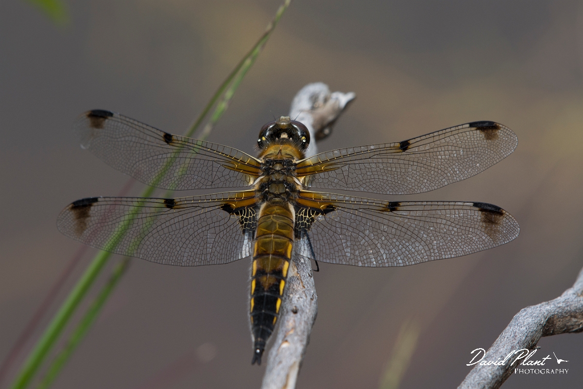 David Plant Photography - Wildlife Photography - Four-spotted chaser - C.jpg - Four-spotted chaser - Surrey