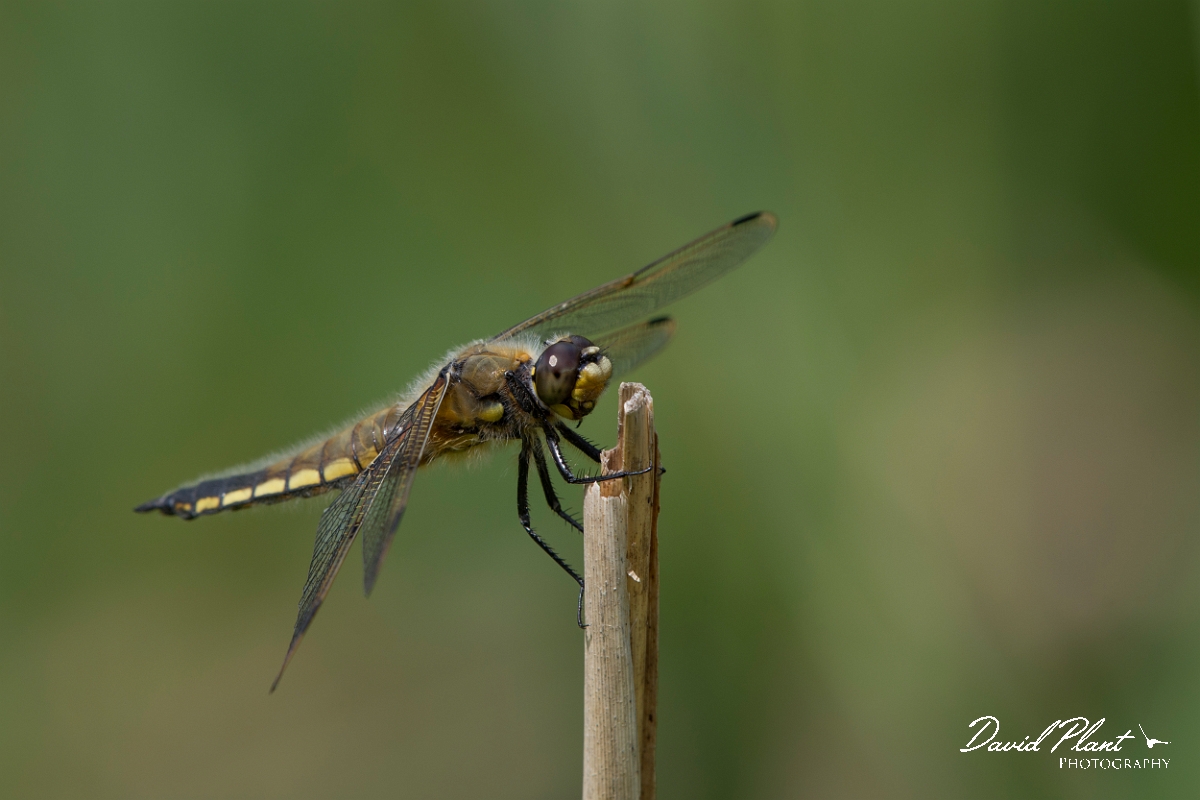 David Plant Photography - Wildlife Photography - Four-spotted chaser - E.jpg - Four-spotted chaser - Norfolk