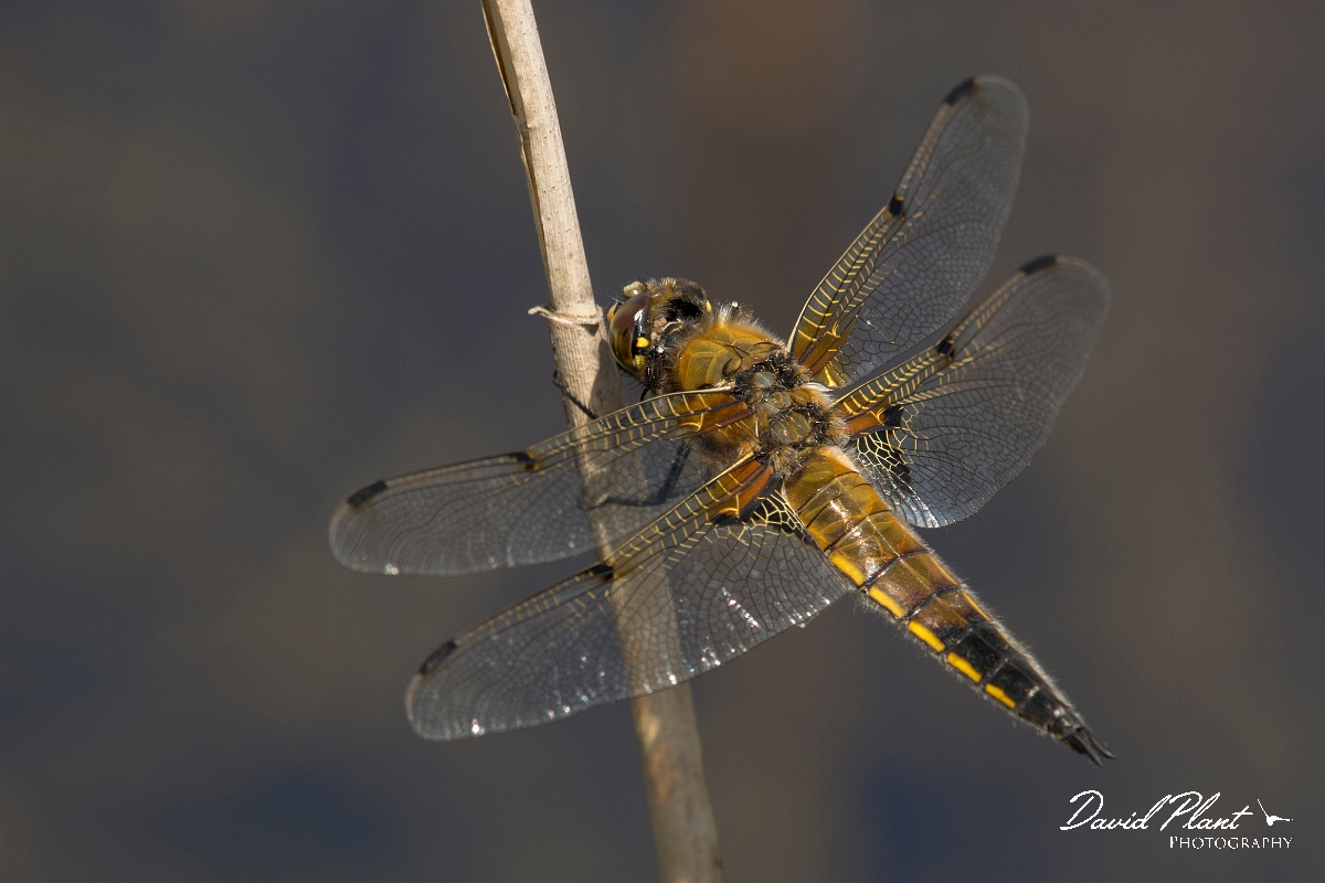 David Plant Photography - Wildlife Photography - Four-spotted chaser - F.jpg - Four-spotted chaser - Norfolk
