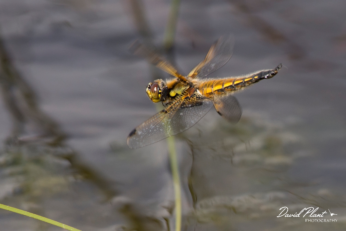David Plant Photography - Wildlife Photography - Four-spotted chaser - H.jpg - Four-spotted chaser in flight - Shropshire